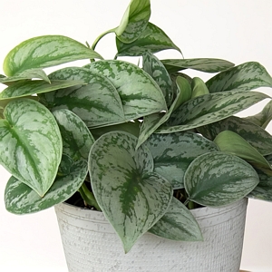 Pothos Silver Satin